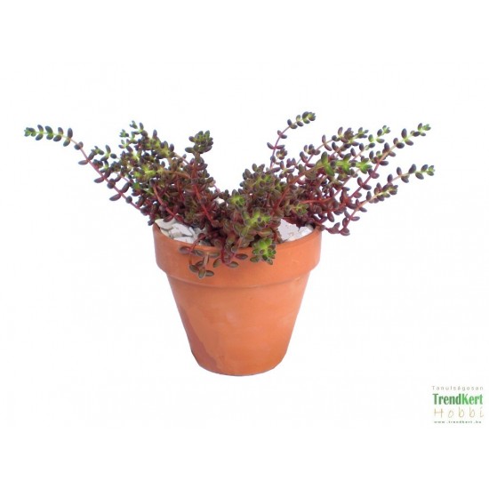 Varjúháj - Sedum stalhi