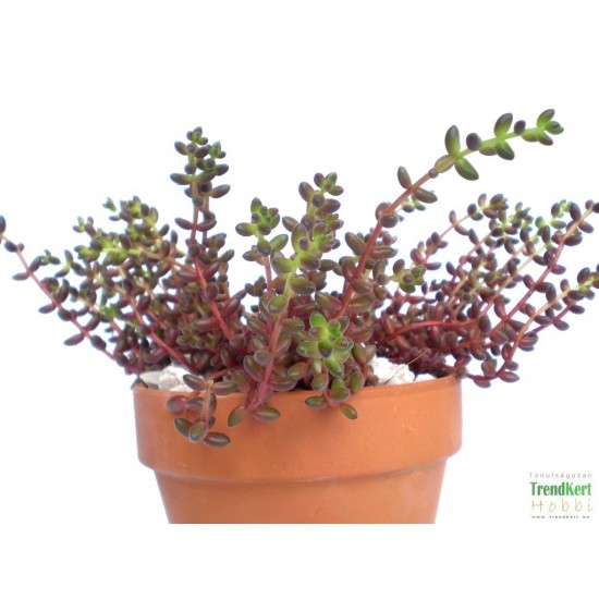 Varjúháj - Sedum stalhi