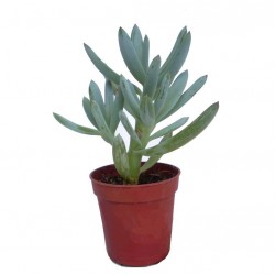 Szenéció - Senecio kleinia Szenéció - Senecio kleinia