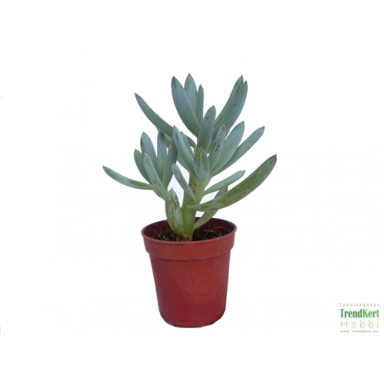 Szenéció - Senecio kleinia Szenéció - Senecio kleinia