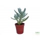 Szenéció - Senecio kleinia Szenéció - Senecio kleinia