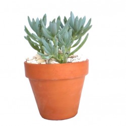 Szenéció - Senecio kleinia Szenéció - Senecio kleinia