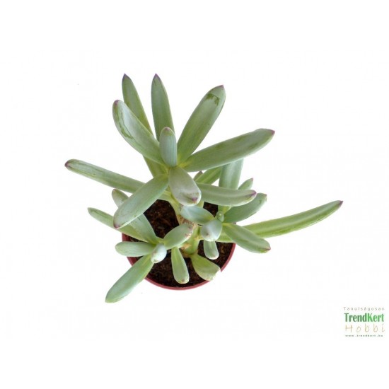 Szenéció - Senecio kleinia Szenéció - Senecio kleinia