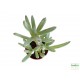 Szenéció - Senecio kleinia Szenéció - Senecio kleinia