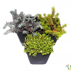 Sedum mix - Varjúháj mix 3 db/csomag