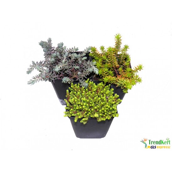 Sedum mix - Varjúháj mix 3 db/csomag