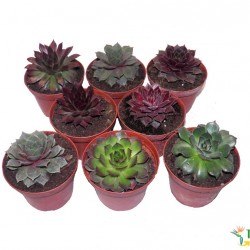 Kövirózsa mix 8 db/csomag - Sempervivum mix