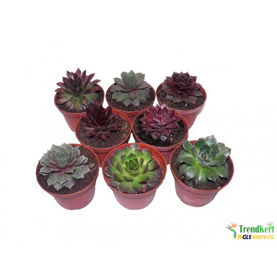 Kövirózsa mix 8 db/csomag - Sempervivum mix