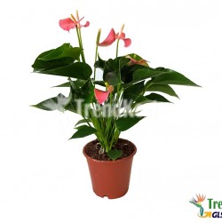 Flamingóvirág rózsaszín - Anthurium pink Flamingóvirág rózsaszín - Anthurium pink