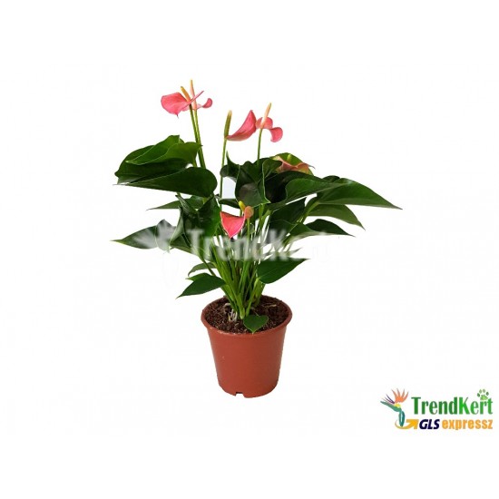 Flamingóvirág rózsaszín - Anthurium pink Flamingóvirág rózsaszín - Anthurium pink
