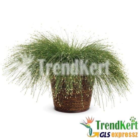 Szobafűpalka - Scirpus cernuus