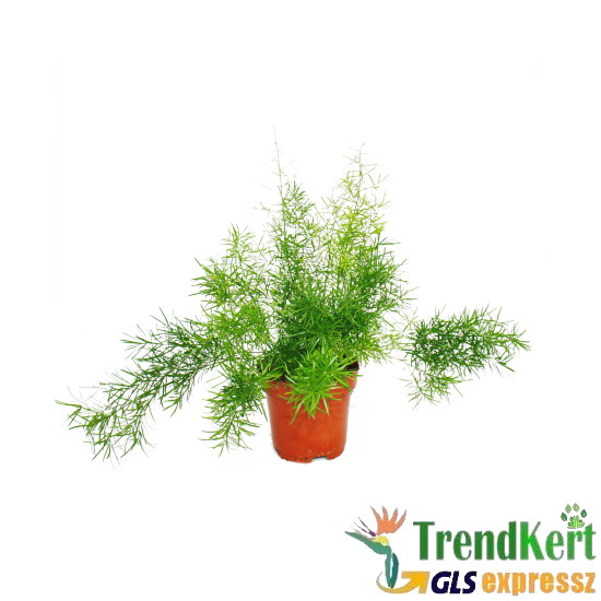 Aszparágusz - Asparagus sprengeri 12 O Aszparágusz - Asparagus sprengeri 12 O