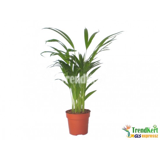 Kencia pálma - Chrysalidocarpus lutescens Dézsás növények Kencia pálma - Chrysalidocarpus lutescens Dézsás növények