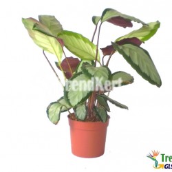 Kalatéa - Calathea pictus argentea szobanövények Kalatéa - Calathea pictus argentea szobanövények