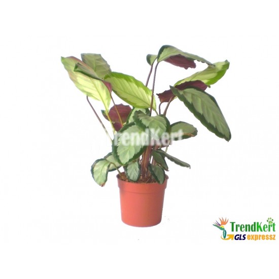Kalatéa - Calathea pictus argentea szobanövények Kalatéa - Calathea pictus argentea szobanövények