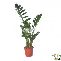 Zamiokulkász, zamion pálma - Zamioculcas Zamiifolia szobanövények Zamiokulkász, zamion pálma - Zamioculcas Zamiifolia szobanövények