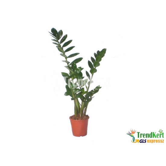 Zamiokulkász, zamion pálma - Zamioculcas Zamiifolia szobanövények Zamiokulkász, zamion pálma - Zamioculcas Zamiifolia szobanövények