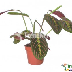 Zebralevel - Maranta fasciata Szobanövények Zebralevel - Maranta fasciata Szobanövények