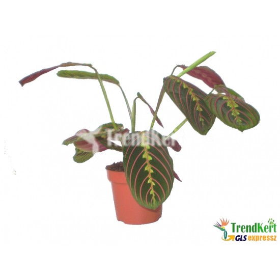 Zebralevel - Maranta fasciata Szobanövények Zebralevel - Maranta fasciata Szobanövények
