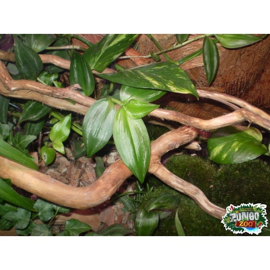 Csavart fűzfa ág vékonyabb