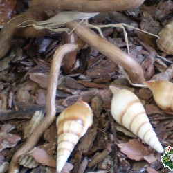 Fenyőkéreg M méretben