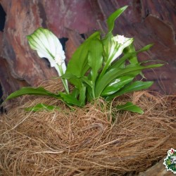 Kókuszbozót Kókuszbozót