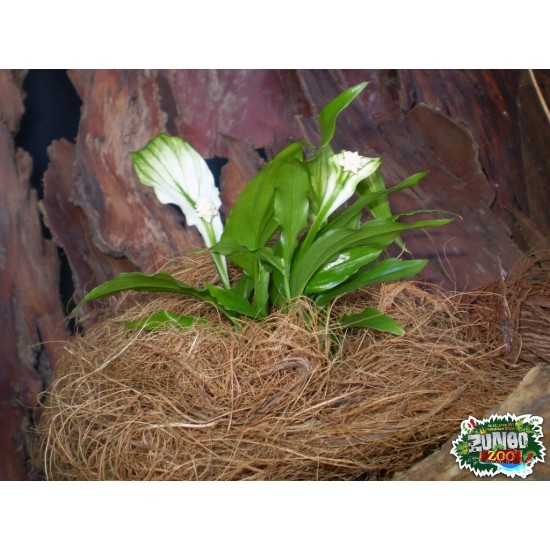 Kókuszbozót Kókuszbozót