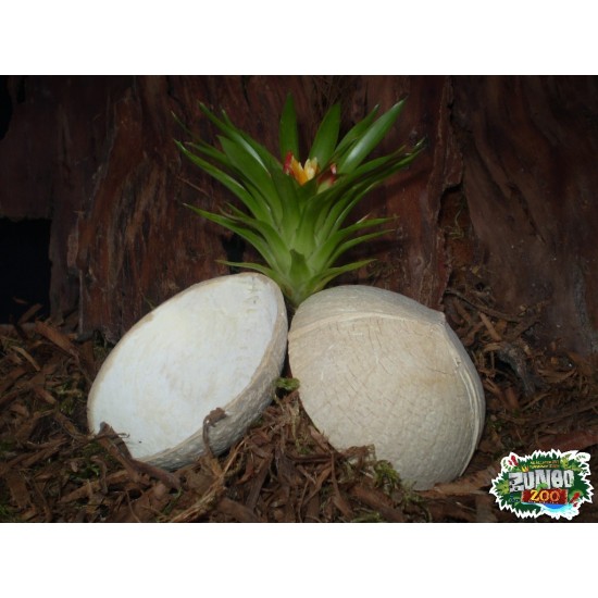 Ültethető száraz termés - kókuszdió fél