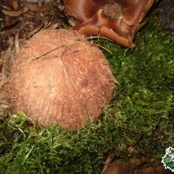 Ültethető száraz termés - kókuszdió fél Ültethető száraz termés - kókuszdió fél