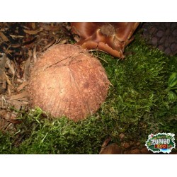 Ültethető száraz termés - kókuszdió fél