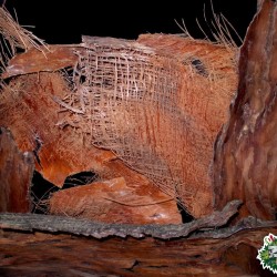 Kókuszpálma háncs Kókuszpálma háncs