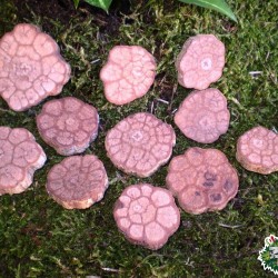 Különleges talaj dekoráció sp. 02 Különleges talaj dekoráció sp. 02