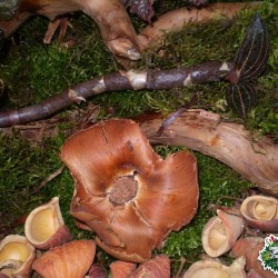 Száraz termés sp. 07 Száraz termés sp. 07