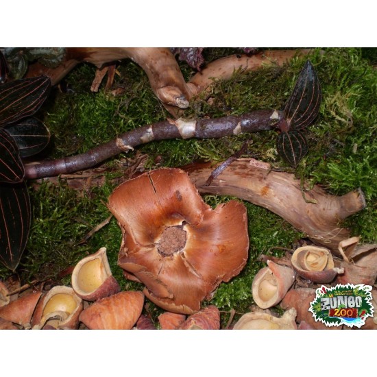 Száraz termés sp. 07