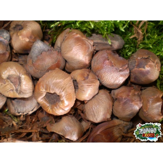 Száraz termés sp. 11 kókuszpálma rész