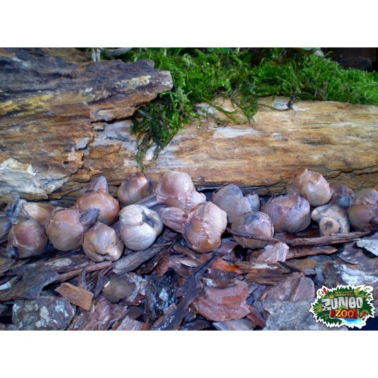 Száraz termés sp. 11 kókuszpálma rész