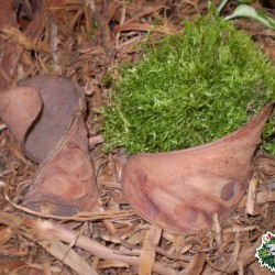 Száraz termés sp. 12 héj Száraz termés sp. 12 héj