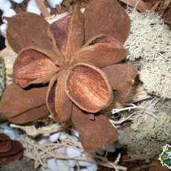 Száraz termés sp. 14 Száraz termés sp. 14