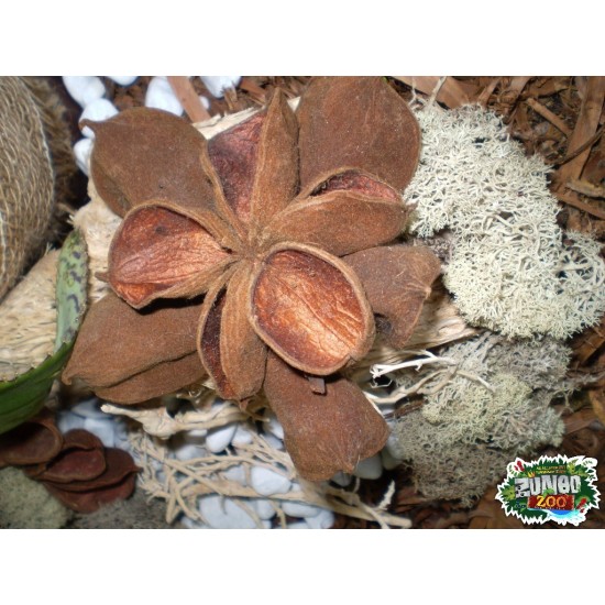 Száraz termés sp. 14