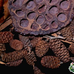 Száraz termés sp. 21 éger toboz Száraz termés sp. 21 éger toboz