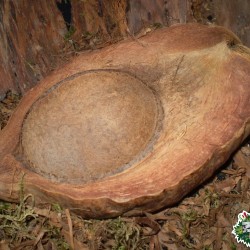 Ültethető száraz termés sp. 24 fél kókusz Ültethető száraz termés sp. 24 fél kókusz