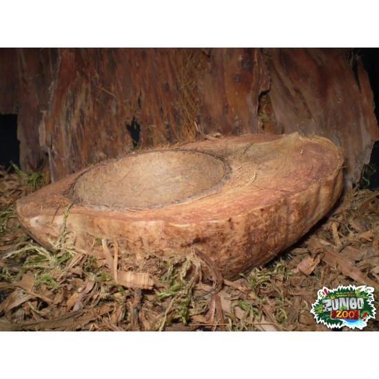 Ültethető száraz termés sp. 24 fél kókusz Ültethető száraz termés sp. 24 fél kókusz