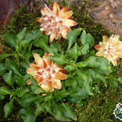 Száraz termés sp. 35 Száraz termés sp. 35