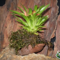 Ültethető száraz termés sp. 13 Ültethető száraz termés sp. 13