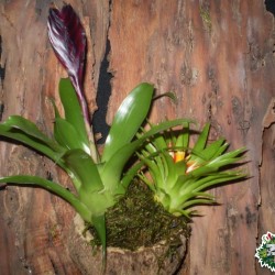 Ültethető száraz termés sp. 22 Ültethető száraz termés sp. 22