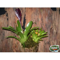 Ültethető száraz termés sp. 22 Ültethető száraz termés sp. 22