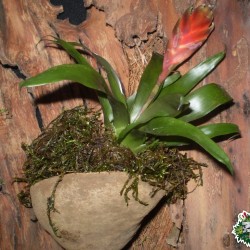 Ültethető száraz termés sp. 25 Ültethető száraz termés sp. 25