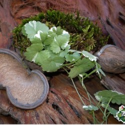 Ültethető száraz termés sp. 28 Ültethető száraz termés sp. 28