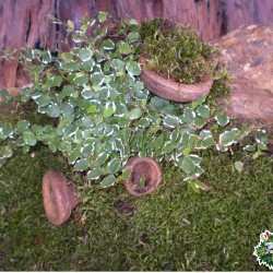 Ültethető száraz termés sp. 30 Ültethető száraz termés sp. 30