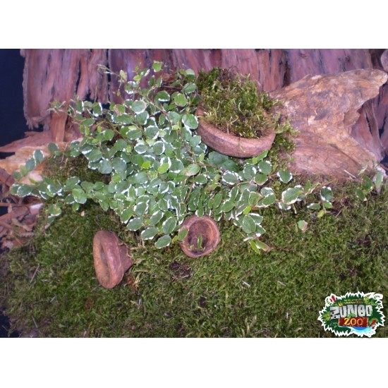 Ültethető száraz termés sp. 30